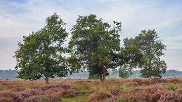 Heather with trees in the Loonse and Drunense Dunes by Ingrid Bergmann  Fotografie