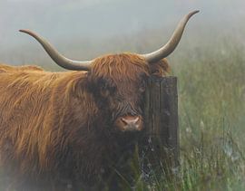 Scottish Highlander portrait dreamy by Capturedby_Kim