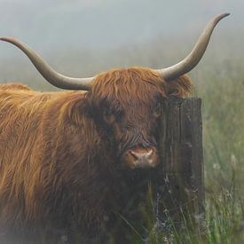 Schottischer Highlander Porträt verträumt von Capturedby_Kim