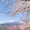 Charming view of Mount Fuji with cherry blossoms by Melanie Viola