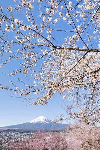 Charmant uitzicht op de berg Fuji in kersenbloesem