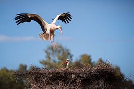 Störche auf einem Nest von Bob Balm