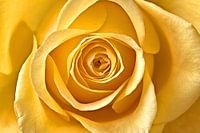 Yellow rose