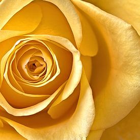 Yellow rose by Cor Oosterbeek