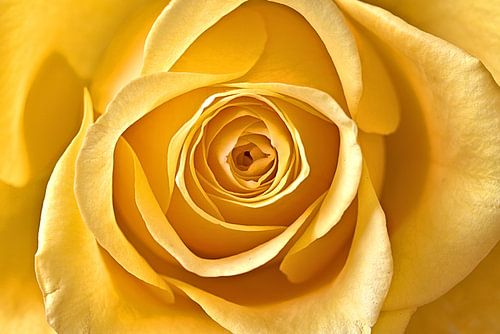 Rose jaune