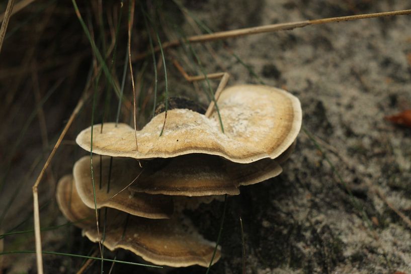Champignon par Timothy Smits