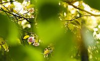 Zonlicht door de bomen in de lente van J.A. van den Ende thumbnail