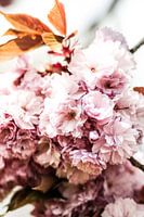 Blossom