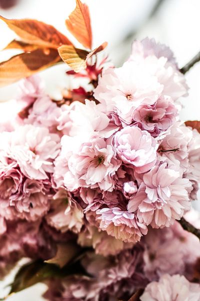 Blüte von Studio Artwa
