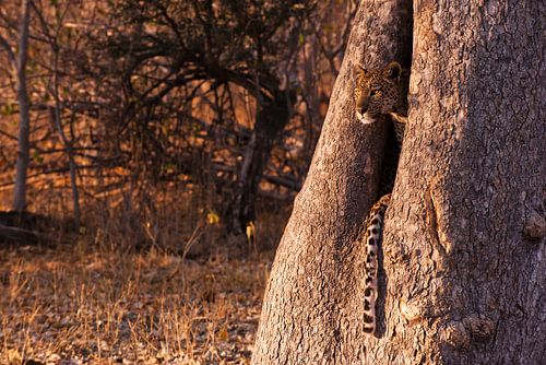 Middag gloed Botswana luipaard 