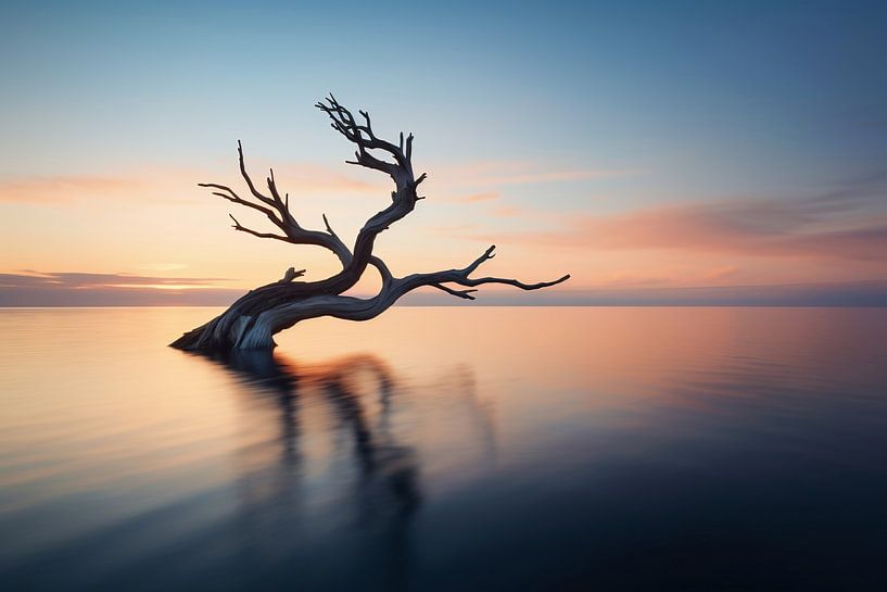 Treibholz am Meer bei romantischem Licht von fernlichtsicht
