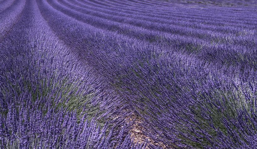 1895 Valensole III von Adrien Hendrickx