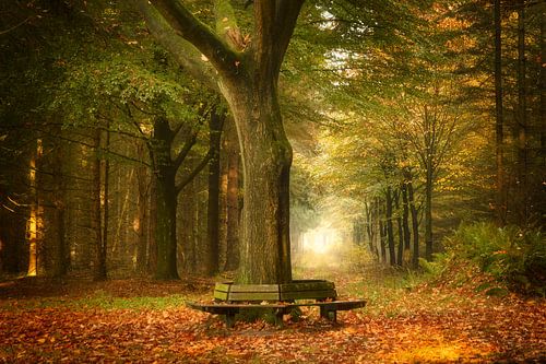 Bankje rond een boom in het Kortewegsebos in herfstkleuren