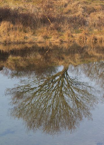 Weerspiegeling in het water