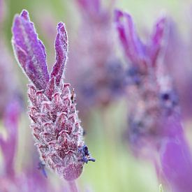 Lavendel von Bianca Muntinga