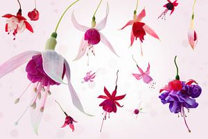 Fuchsia air von Klaartje Majoor