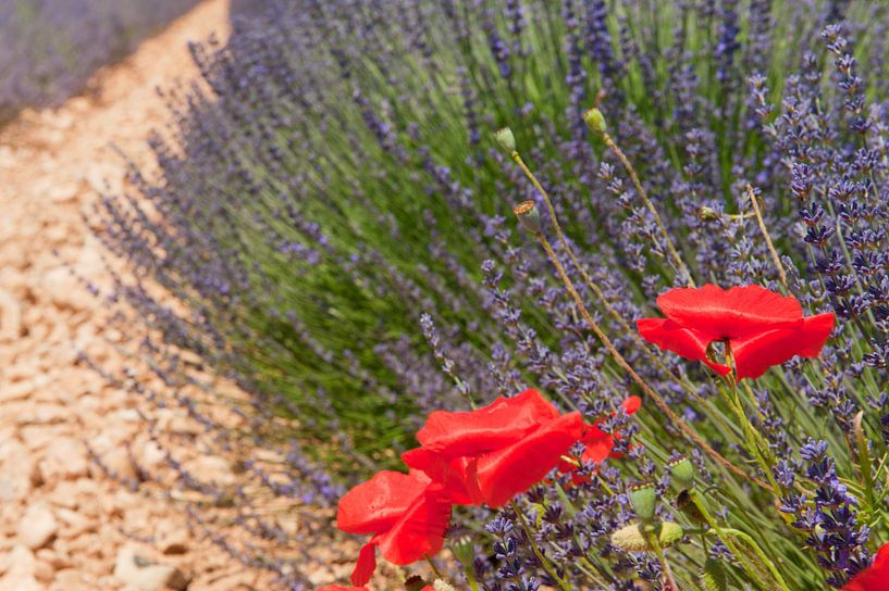 Lavendelfelder mit rotem Mohn in der französischen Provence auf der Hochebene von Valensole von Ivonne Wierink