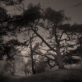 Scots pine