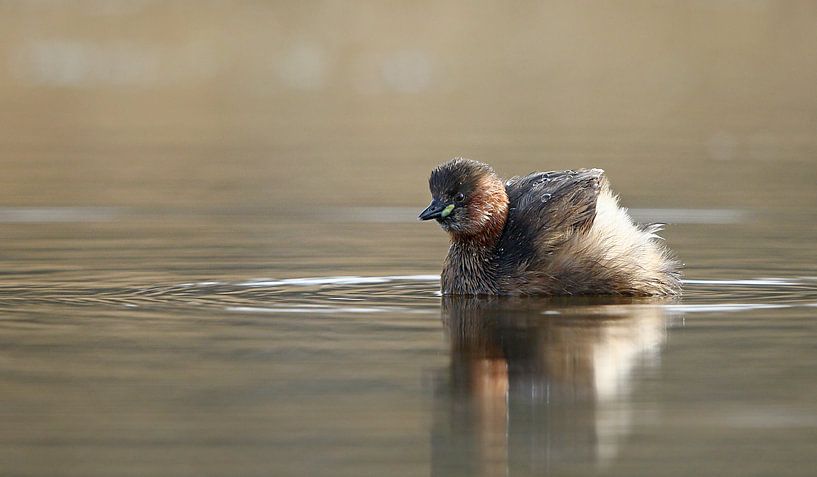 Dodaars met waterdruppels by Michel de Beer