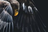 Ein junger Weißkopfseeadler