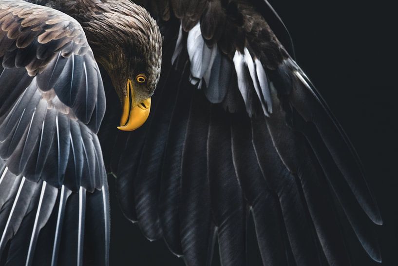 Ein junger Weißkopfseeadler von Leny Silina Helmig