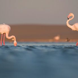 Flamingos foraging by Rick van der Weijde