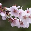 Schöne Sakura-Blüten in Japan von Anges van der Logt