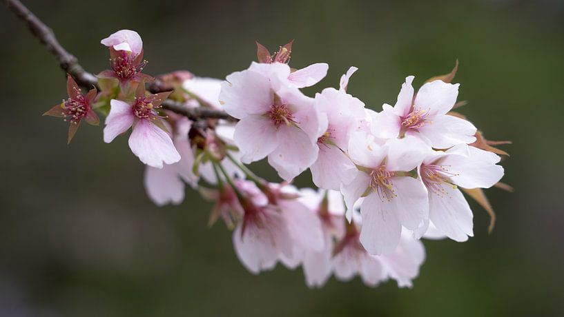 Schöne Sakura-Blüten in Japan von Anges van der Logt