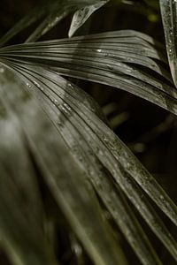Palmenblätter im botanischen Garten von Metz von Renate Smit Photography