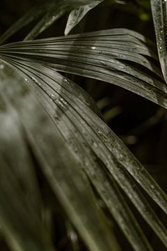 Palmbladen in de botanische tuinen van Metz van Renate Smit Photography
