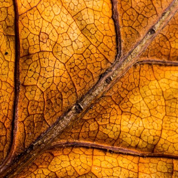 Veine de la feuille de chêne par Klaartje Majoor