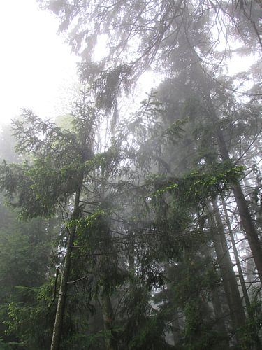 Pfade der Stille VIII – Das Kronenlicht