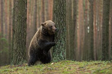 European Brown Bear ( Ursus arctos ) plays hide and seek by wunderbare Erde