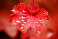 Red isolated leaf with rain drops
