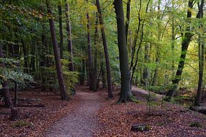 Ein Waldweg entlang eines Baches
