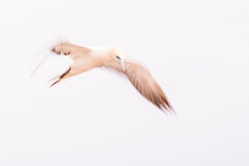 An abstract impression of a Gannet in flight 8