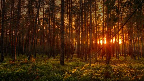 Zonsondergang Loenerveld