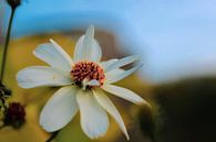 Macro shot of buttercup in Amsterdam by Scarlett van Kakerken thumbnail