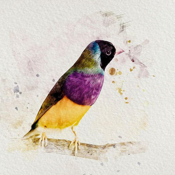 Aquarelle d'un pinson de Goulamadine sur une branche par Studio Pieternel