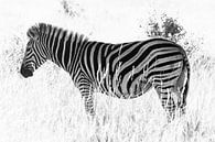 Een zebra van Bas Alstadt Fotografie thumbnail