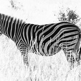 Een zebra van Bas Alstadt Fotografie