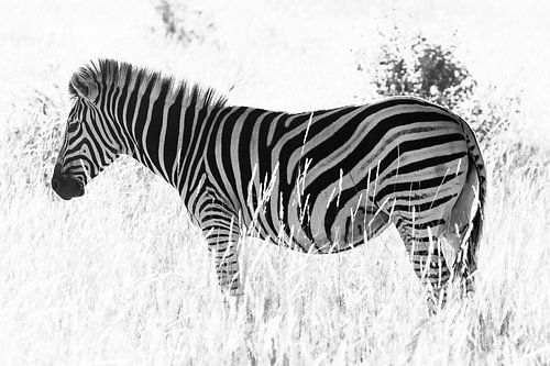 Een zebra