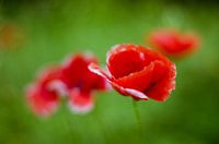 Poppies