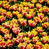 Fröhliche Tulpen von Frank's Awesome Travels