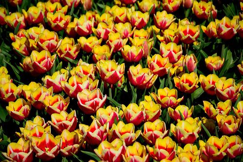 Vrolijke tulpen