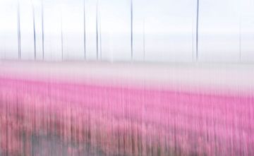 Roze bollenveld en windmolens in Flevoland van Bianca Fortuin