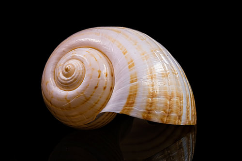 Still life with a single shell 3