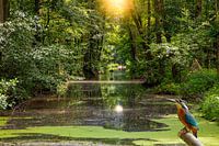 Kingfisher at the water in the Spreewald