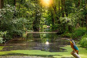 Eisvogel am Wasser im Spreewald