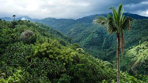 Palmboom in groene heuvels bij Dumaguete, Filipijnen